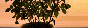 Flashbacks after sexual assault Dark silhouette of bush of room rose in pot on window against background of rays of setting sun in warm colors